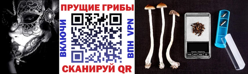 Псилоцибиновые грибы Cubensis  гидра рабочий сайт  Балабаново 